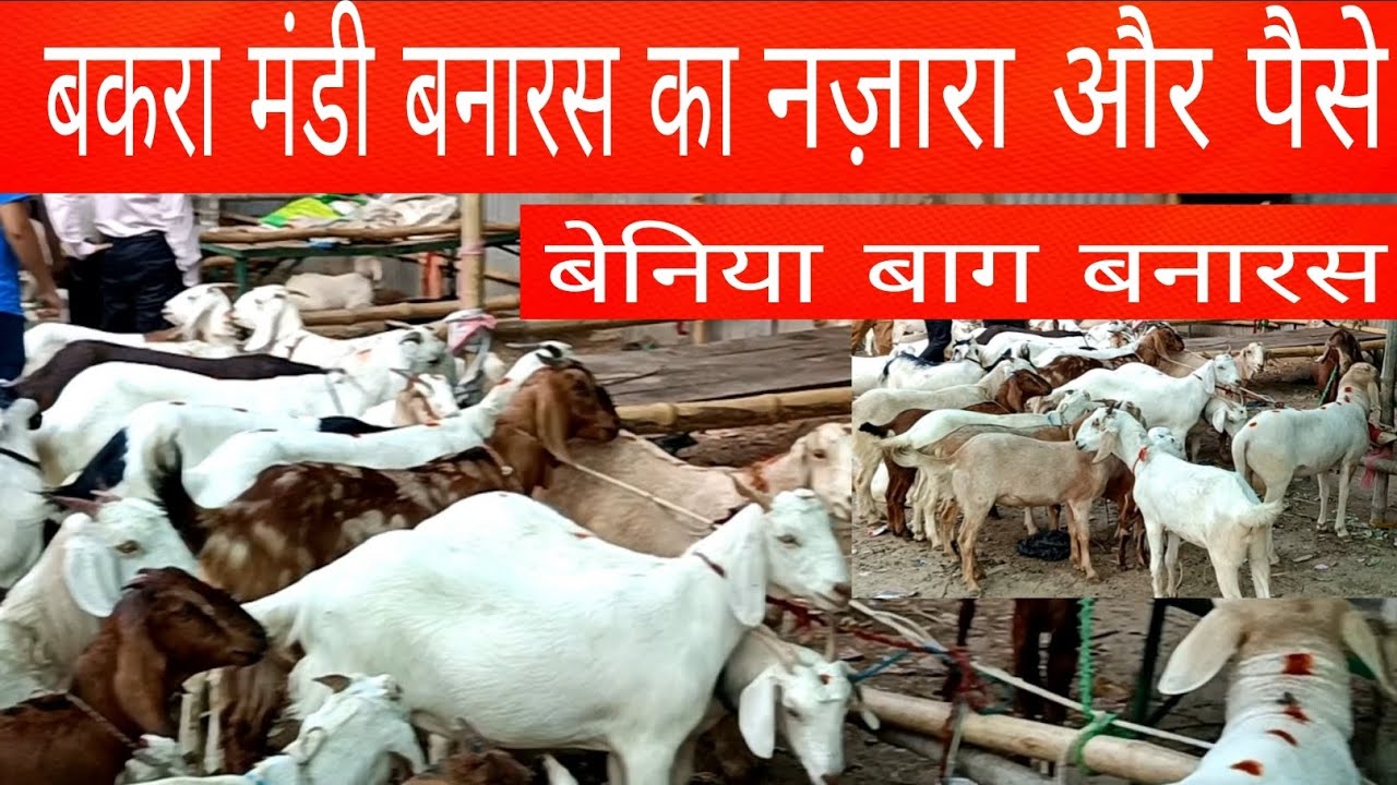 वाराणसी बेनिया बाग बकरा मंडी का भर पूर नज़ारा देखिए हमारे साथ और जानकारी लीजिए बकरों के रेट की