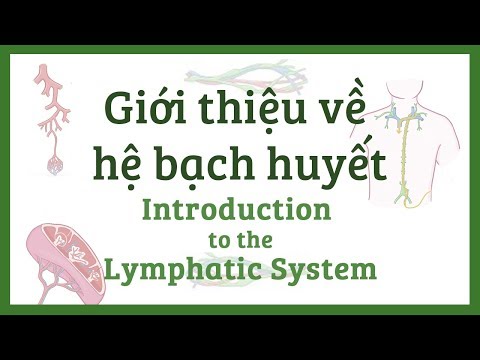 Giới thiệu về hệ bạch huyết