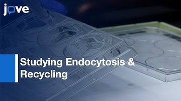 Cell-Based L-Glutathione Protection Assays: Plasma Membrane Proteins l Protocol Preview