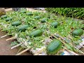 The method of growing watermelon the whole world does not know the fruit is too big and sweet