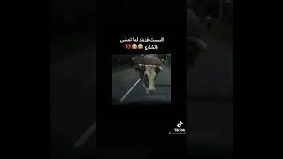 تصميم البيست فريند لما تمشي  با الشارع?