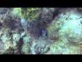 le jardin de corail; réserve cousteau; 27-12-2014