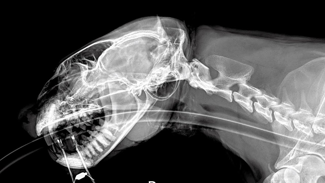 Fishing Cat Physical Exam YouTube