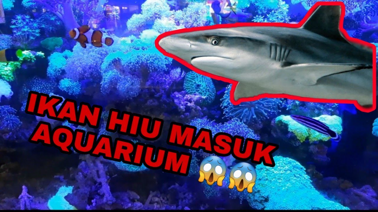 Amazing riview toko  ikan hias air laut terlengkap di  