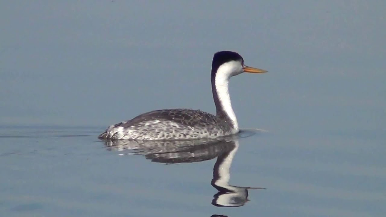 North American Wildlife --- Clark's Grebe & Western Grebe, back-to-back