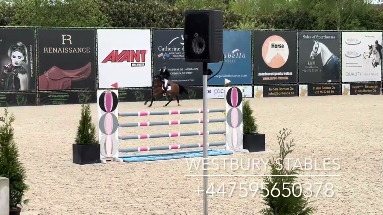 Spiky van de Doornakkers- 2018 Gelding (Hunters Scendro X Nabab de