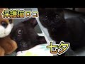 初めての七夕なので特別なご飯をあげました！【保護猫・子猫】