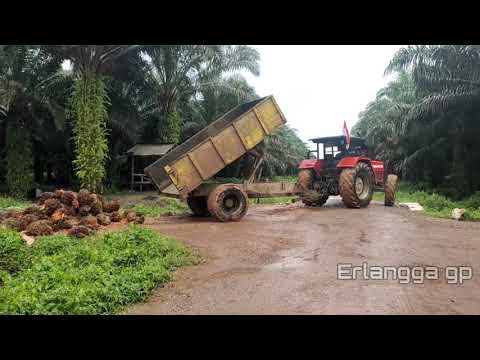 traktor MF 390 loding buah Sawit