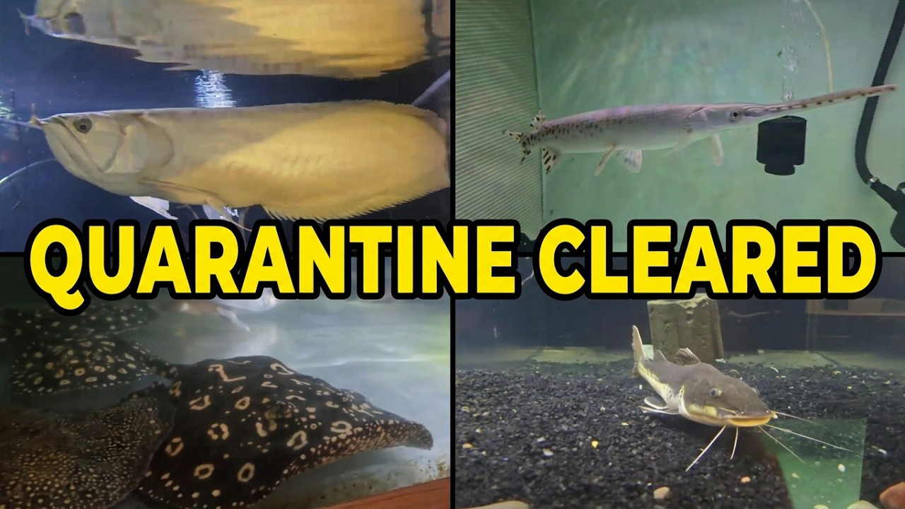 New Fish coming out of quarantine and a few updates