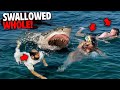 These 3 swimmers were swallowed whole by great white sharks