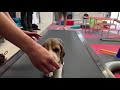 7 week old Beagle puppy having fun