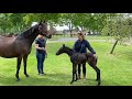 Imperialistic with her new filly foal