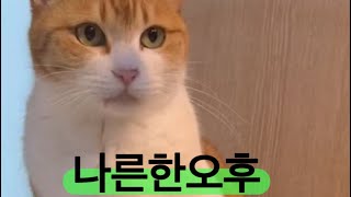 상순이 밍구 나른한 오후 #나른한#힐링#Healing#cat #korea