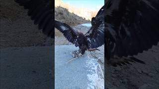 Golden eagle training and preparing to capture the amazing moment🔥#eagle #birds #shortvideo #amazing