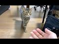 離ればなれだった猫と飼い主の感動の再会...