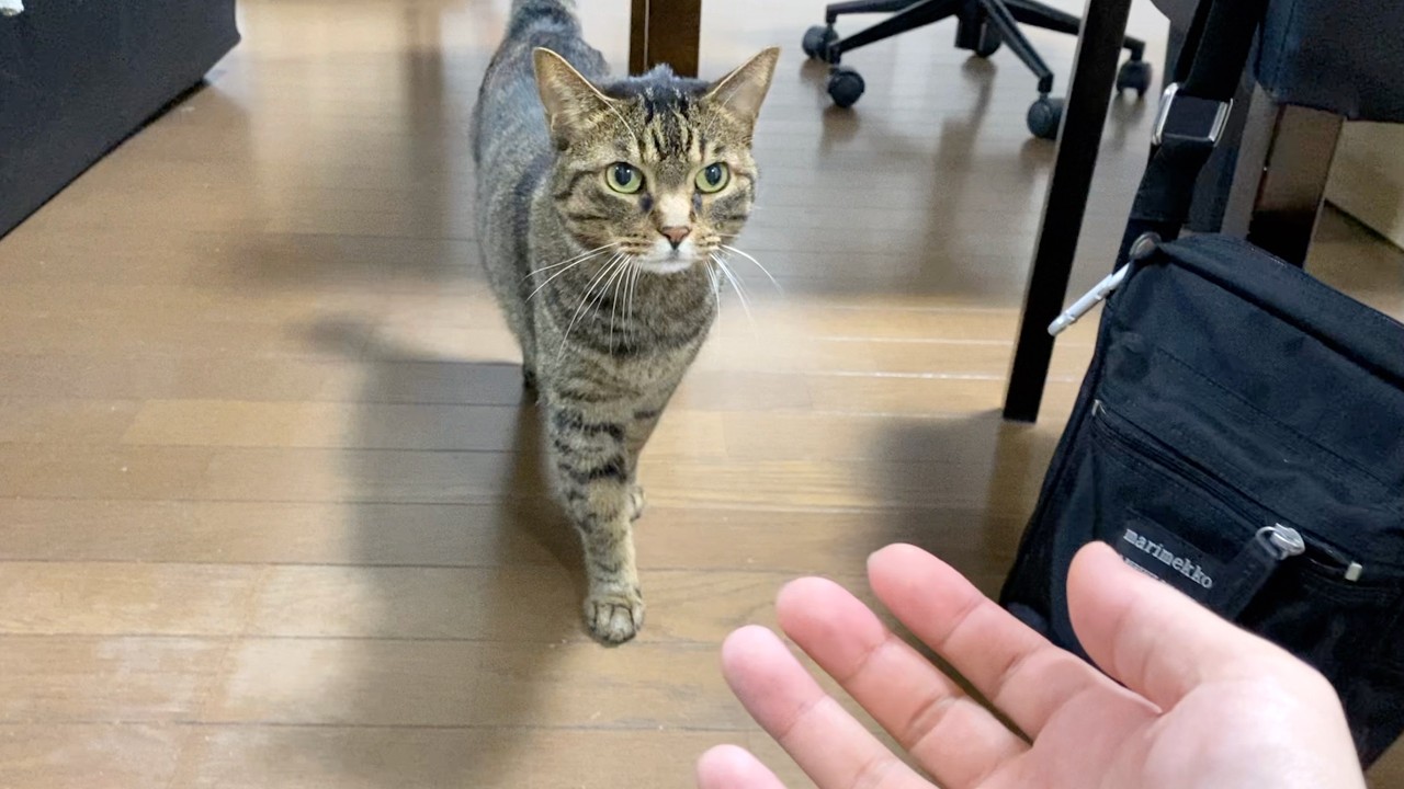 離ればなれだった猫と飼い主の感動の再会...