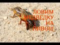 ЭФФЕКТИВНОСТЬ СПОСОБА ЛОВЛИ МЕДВЕДКИ НА ПИВО//МОЯ ЛЮБИМАЯ УСАДЬБА