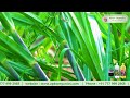 Sugarcane Online Farmer Mr. Bhimappa giving feedback about our Products
