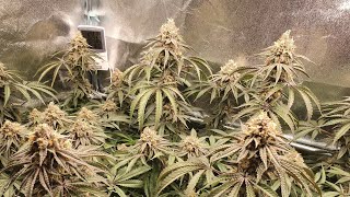 Blueberry, Cookies Gelato & Orange Juice, Garden Update #7