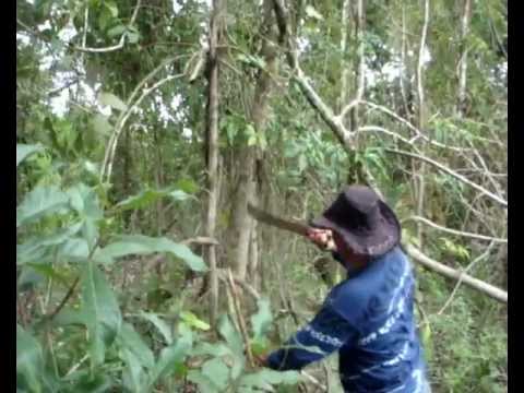 Пираньи на Амазонке "BubuCoca"