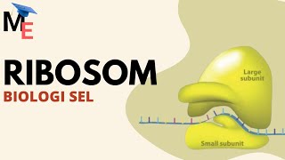 Organel Sel Ribosom | Biologi
