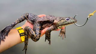 Giant Bullfrogs for Bait to Catch Monster Fish!