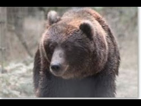 Walk on the Wild Side with KVTL - Bears!