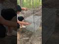 Ultimate Smart Chicken Trap! See How They Get Caught Instantly 🐥😱 #shorts #viral #farming #birds
