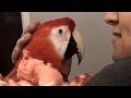 Tears As Disabled Bird Flies For First Time 