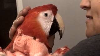 Tears as disabled bird flies for first time