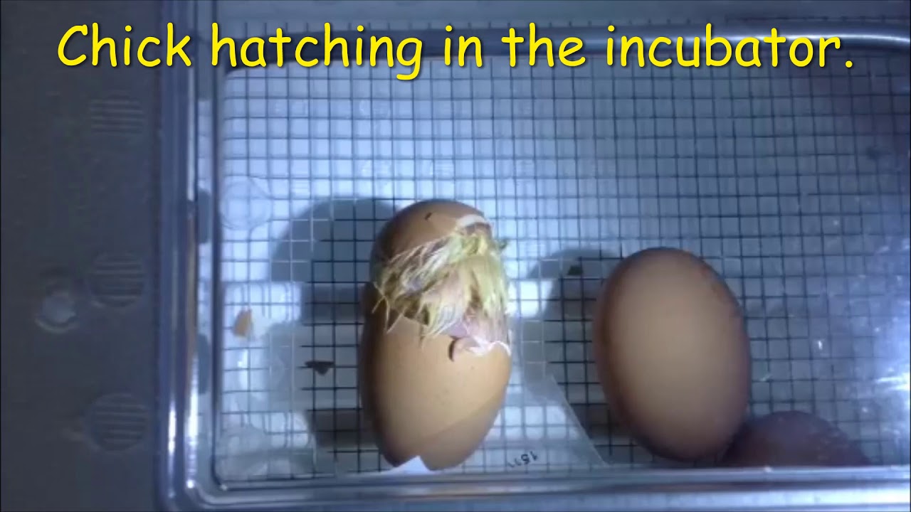 A Visit to MoonBeam Farm Noah's Ark Petting Zoo All About Chickens YouTube