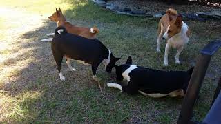 The Basenjis found something stinky!