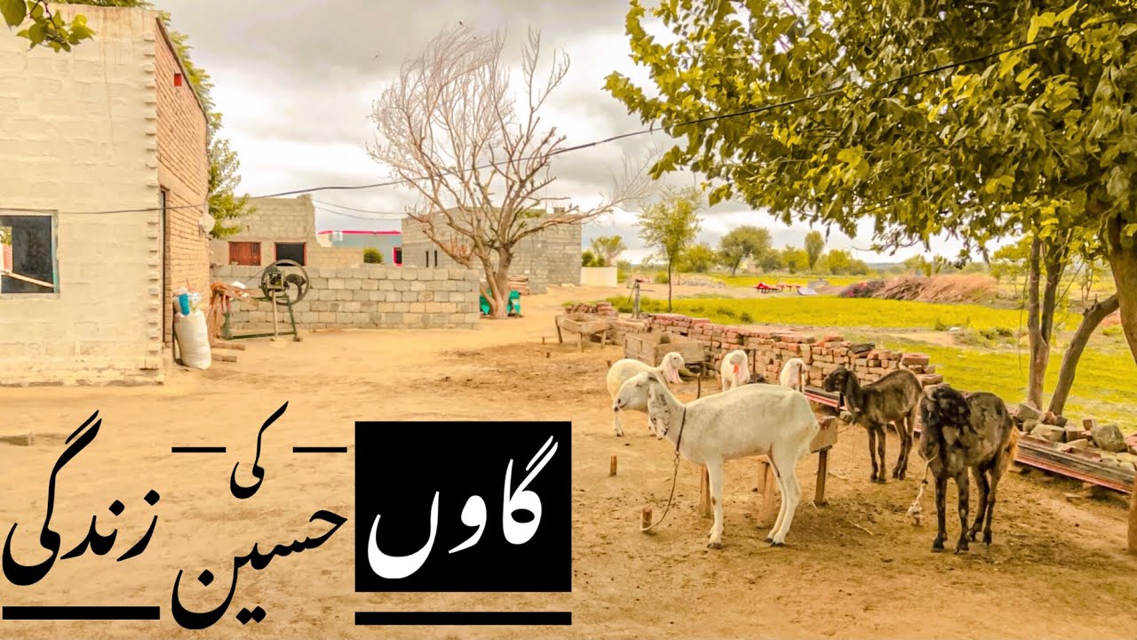 Beautiful village life in pachnand tallagang