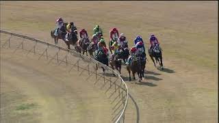 Vidéo de la course PMU PRIX TRACK AND BALL ONLINE WWW.TRACKANDBALL.CO.ZA MAIDEN JUVENILE PLATE