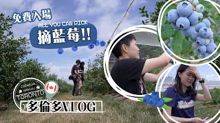 【多倫多Vlog】加拿大免入場費摘藍莓新鮮即摘藍莓價錢竟然平過超巿一半超甜超大粒釀製藍莓酒⛱