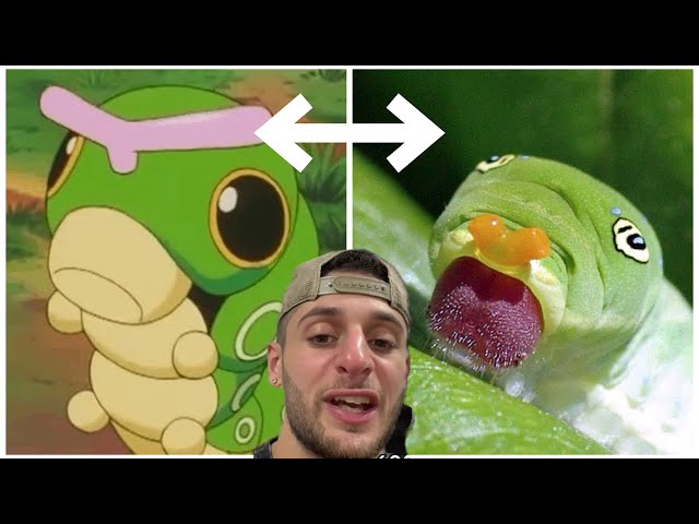 Memes Pokemon Caterpie Poke Meme Encounter (When She Tells You To Go