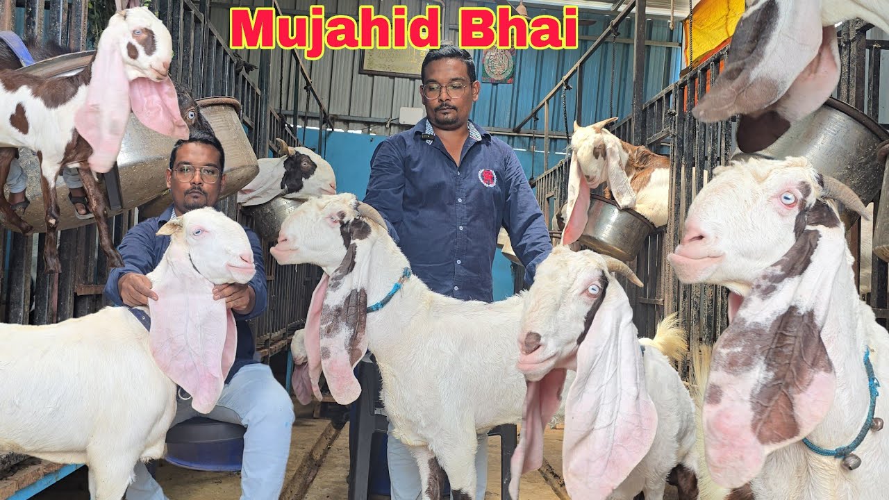 Gulbarga Mujahid Bhai HYDERABADI GOATS BREEDLINE TOP QUALITY FEMALE 👌 