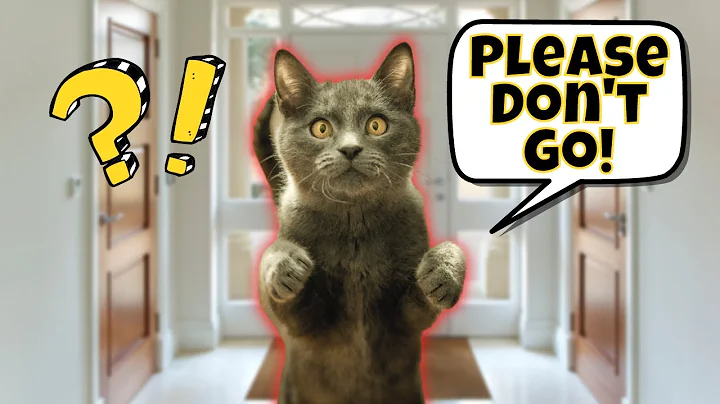 8 Signs of Separation Anxiety in Cats (& How to Help Them) - DayDayNews