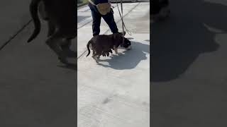 Pregnant Pitbull #A5494712, she is a 3 years old, pregnant Pit bull.
