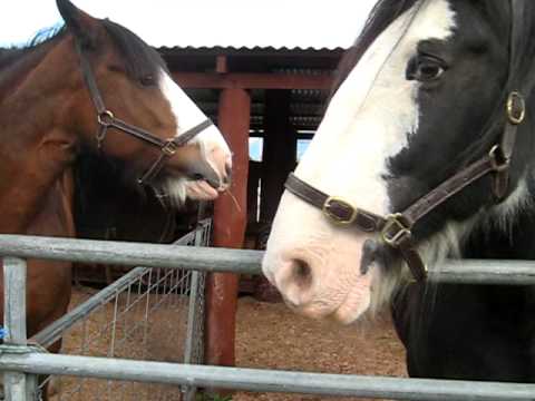 A Clydesdale & Draught Horse Pt 1