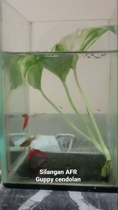 STORY WA IKAN GUPPY CENDOLAN #SHORTS