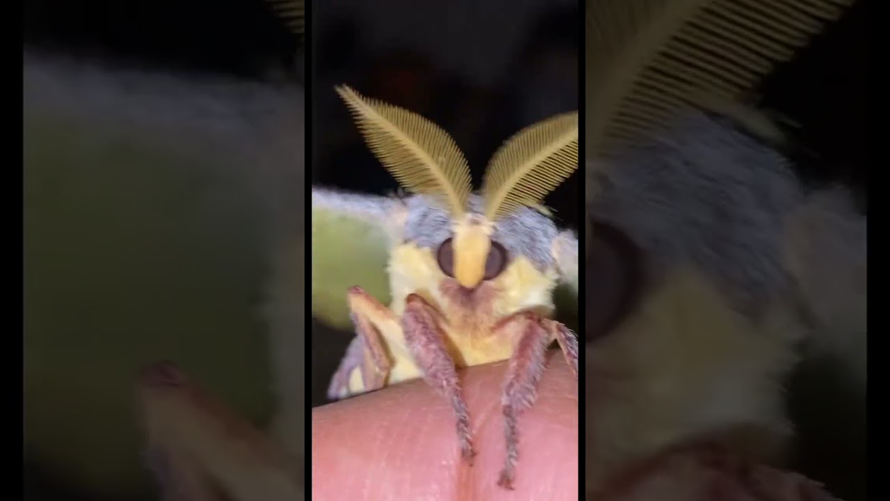 The cutest moth you will ever see!😂 
