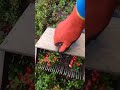 Fruits Picking Tool #shorts #fruits