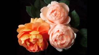 International Amateur Piano Competition Japan 2011,category-A, final(Kaori Nakamura)