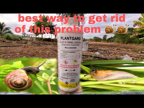 watch how to get rid of snail off the farm and slug let's go to the farm store