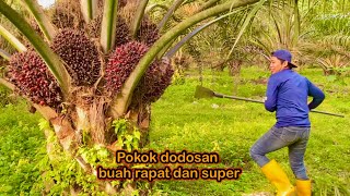 Panen sawit buah super-super masih pokok dodosan