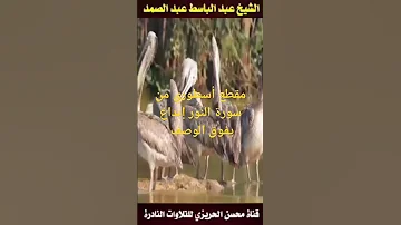 مقطع أسطوري من تلاوة نادرة من سورة النور بصوت الشيخ عبد الباسط عبد الصمد إبداع يفوق الوصف Shorts 