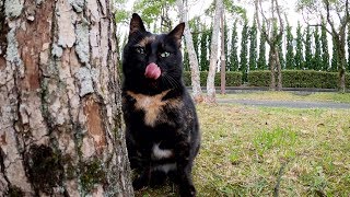 怖がりなサビ猫と甘えん坊なサバシロ猫がカメラをクンクン