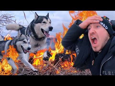 HUSKY CUT TO FIRE / DOGS ON FIRE