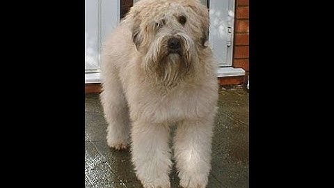 The Monaghan Jig (Piano and Low whistle)